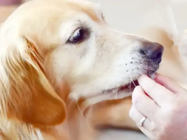 Złoty retriever delikatnie przyjmuje przysmak z ręki, zastanawiając się, czy pies może jeść rzodkiewkę.