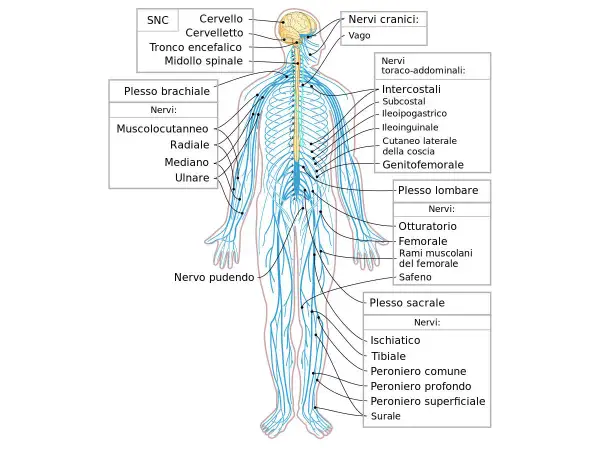 Diagramma del sistema nervoso umano, con particolare attenzione ai nervi degli arti inferiori, utili per comprendere i sintomi della nevrite.