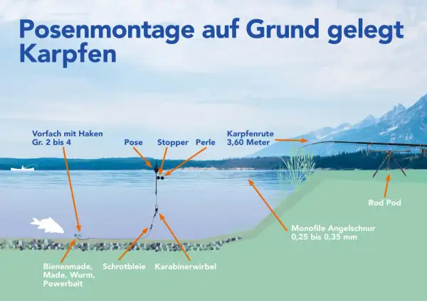Illustration zeigt eine Posenmontage zum Grundangeln auf Karpfen. Die Montage beinhaltet Pose, Stopper, Perle, Schrotbleie und Köder wie Bienenmade.