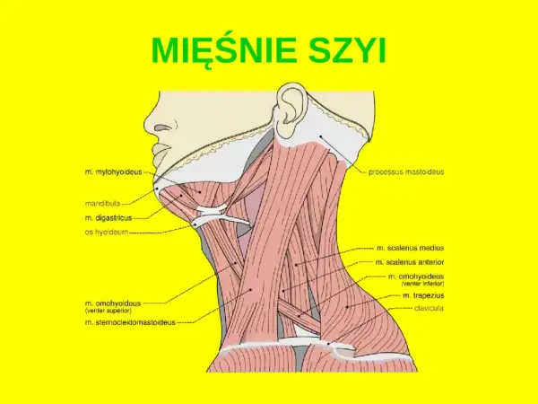 Anatomia szyi: szczegółowy rysunek mięśni karku, z zaznaczonymi m. mylohyoideus, m. digastricus, m. scalenus i m. trapezius.
