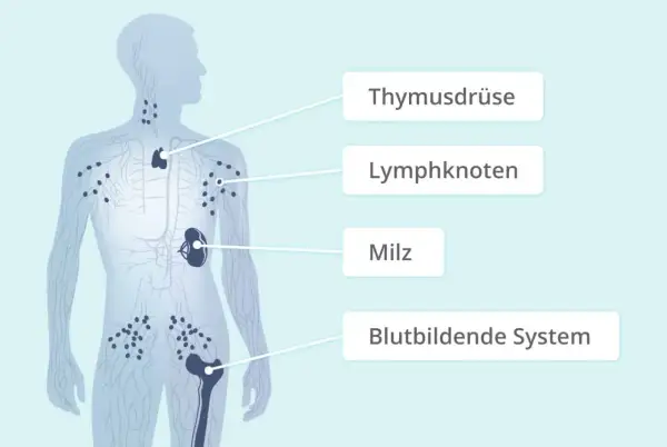 Das Lymphsystem mit Thymusdrüse, Lymphknoten, Milz und blutbildendem System. Hier können sich Erkrankungen wie das non-Hodgkin-Lymphom entwickeln.
