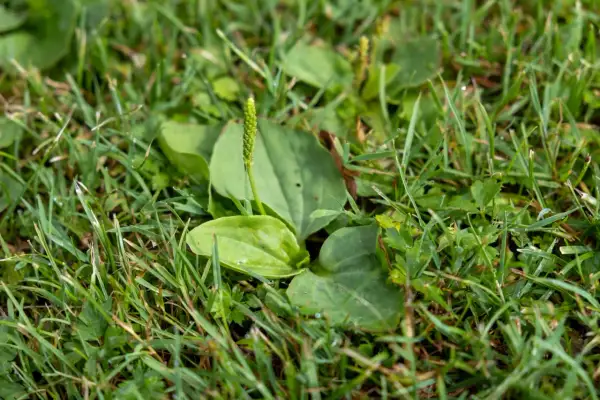 Eine detaillierte unkraut liste mit bildern zeigt einen Spitzwegerich im Gras.