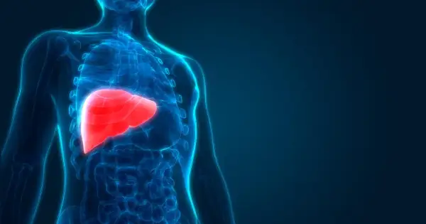 Anatomia człowieka: czerwona wątroba, kluczowa dla metabolizmu i detoksykacji, wpływa na poziom fosfatazy zasadowej.