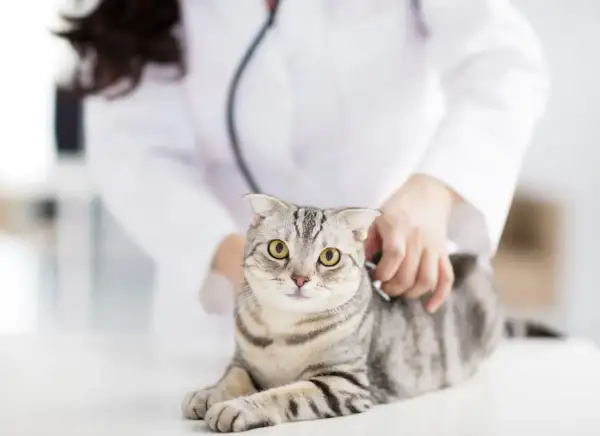 Tierarzt untersucht Katze mit Schmerzen am Hinterteil.