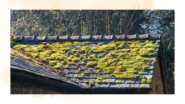 A weathered roof is covered in vibrant green moss, creating a natural, textured carpet.