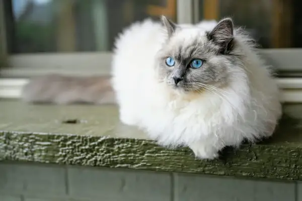 Puszysty kot rasy Ragdoll z niebieskimi oczami siedzi na parapecie. Zastanawiasz się, ile kosztuje Ragdoll?
