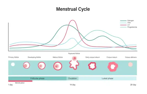 Graphique du cycle menstruel montrant les variations des hormones, dont la FSH, et le développement des follicules jusqu'à l'ovulation.