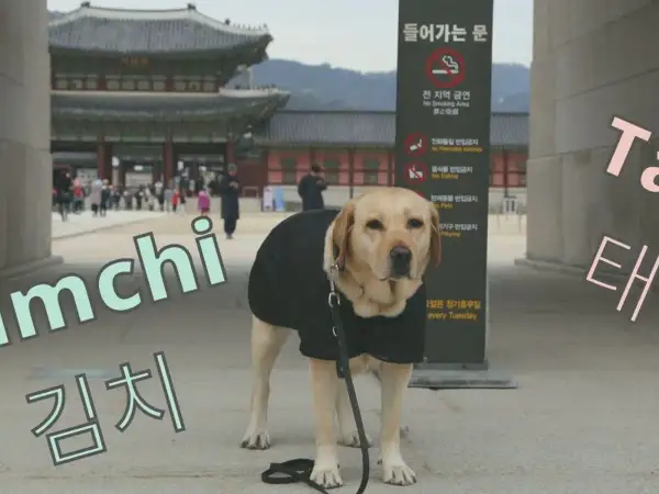 Labrador w czarnej kamizelce, idealny kandydat na koreańskie imiona dla psa, jak "Kimchi" czy "Tae".