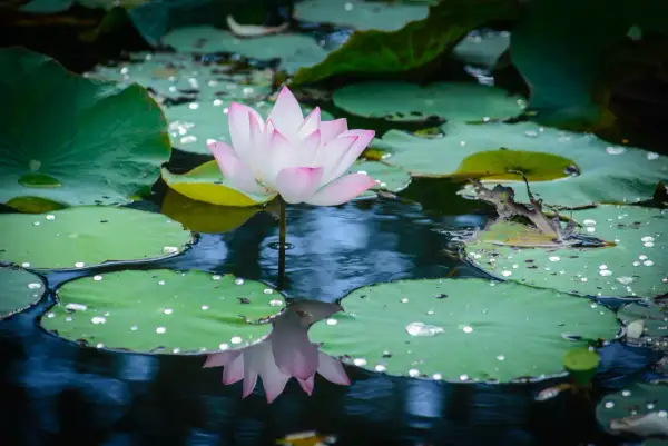 Una delicada flor de loto colores rosa y blanco emerge sobre hojas verdes en un estanque sereno, con gotas de agua brillando.