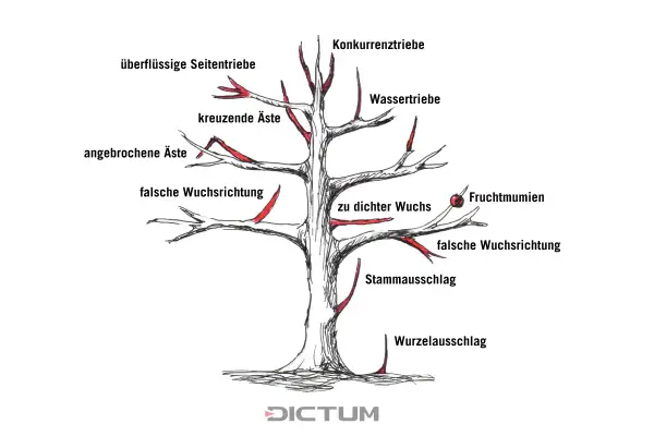 Illustration zeigt, wie man einen Walnussbaum schneiden muss. Markiert sind überflüssige Triebe, falsche Wuchsrichtung und mehr.