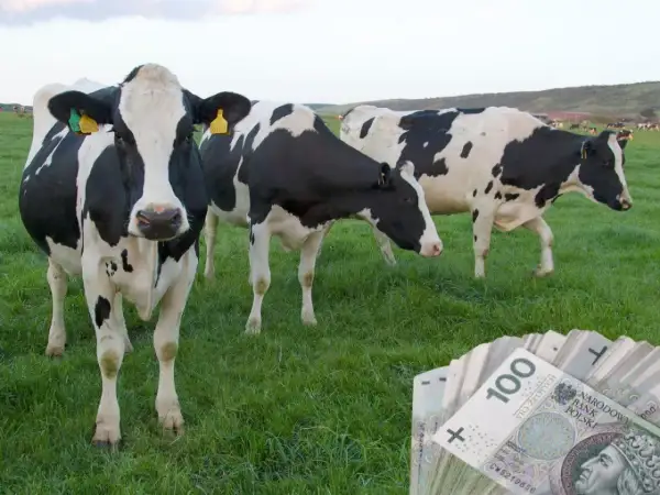 Krowy na łące i stos banknotów 100 zł. Czy to odzwierciedla aktualną cenę mleka w skupie?