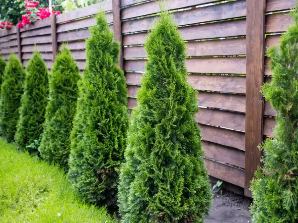 Rząd zielonych, stożkowatych tui rośnie wzdłuż drewnianego płotu. Idealny czas, kiedy nawozić tuje, to wiosna i lato, by zapewnić im bujny wzrost.