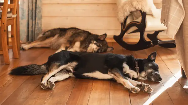 Zwei Hunde dösen friedlich auf dem Holzboden. Sie scheinen es zu genießen, hier **alleine bleiben** zu können, ohne gestört zu werden.