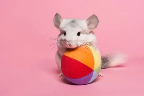 Tierna chinchilla gris con un juguete de colores, curiosa por saber cuanto vive una chinchilla.