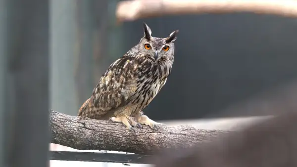 Búho real con ojos anaranjados brillantes posado en una rama. Un majestuoso ejemplo de rapaces en Madrid.