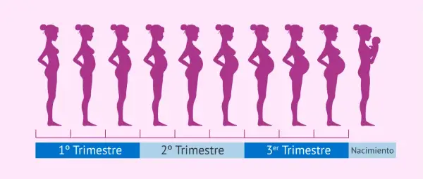Siluetas moradas muestran la evolución del embarazo, desde el primer mes hasta el nacimiento.