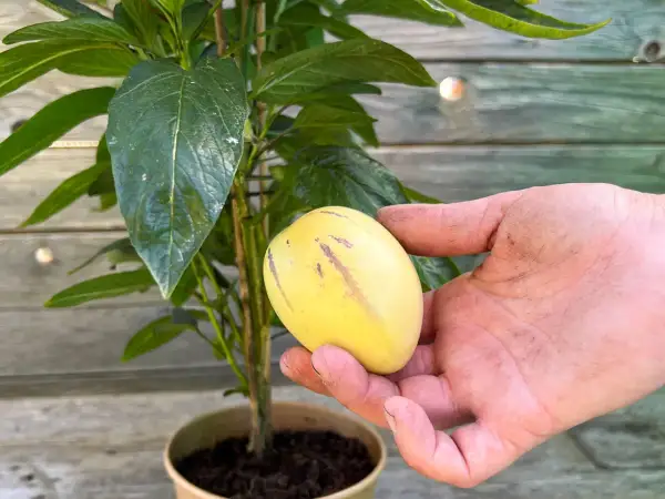 Eine Hand hält eine reife Melonenbirne 'Sugar Gold' neben der Pflanze.