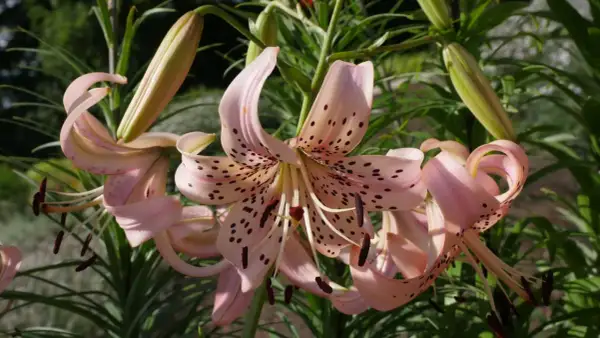 Zarte rosa Lilien mit dunklen Sprenkeln entfalten sich im Sonnenlicht. Die Blütenblätter krümmen sich elegant, während grüne Knospen auf weitere Pracht warten. Ein wunderschöner Anblick von Lilien Pflanzen.