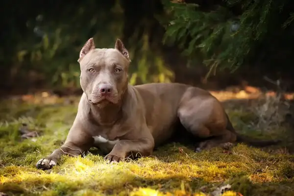 Szlachetny pitbull o brązowej sierści leży na trawie, otoczony zielenią. Jego spojrzenie jest czujne, a sylwetka muskularna.