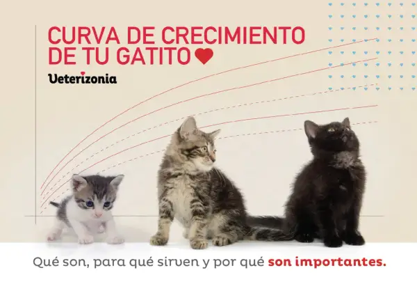Tres gatitos de diferentes tamaños, uno blanco y gris, uno atigrado y uno negro, junto a una curva de crecimiento. El gatito de 2 meses tamaño es el más pequeño.
