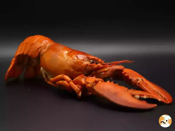 Homard cuit, prêt à être dégusté. Le temps décongélation est terminé pour ce crustacé savoureux.