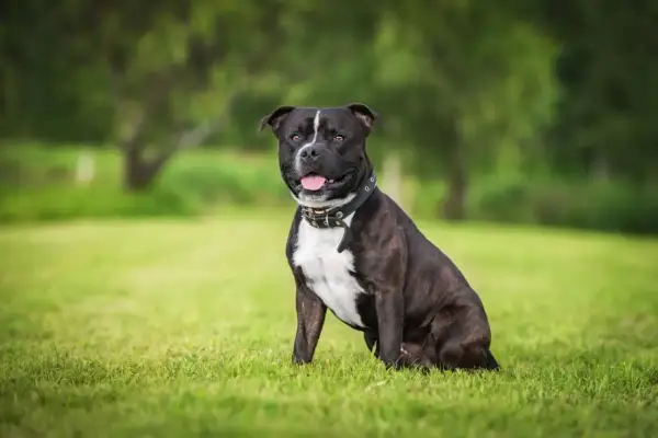 Ein freundlicher Staffordshire Bullterrier sitzt im Gras und lächelt.