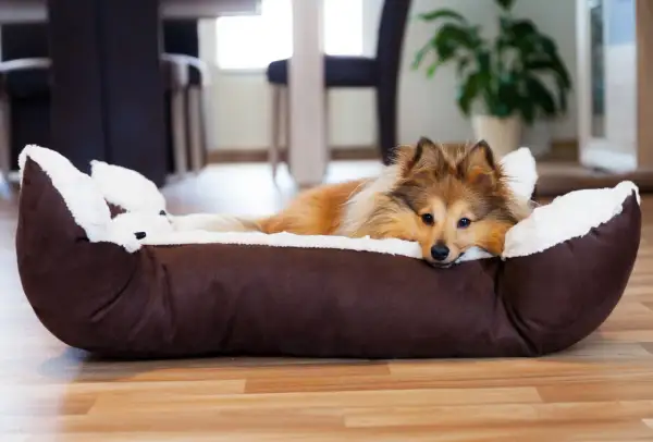 Ein Sheltie-Hund liegt entspannt in seinem Körbchen. Geduld und Training helfen, dem Hund Ruhe beizubringen.