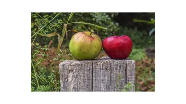 Due mele, una verde e una rossa, riposano su un ceppo di legno. I loro colori vivaci contrastano con lo sfondo verdeggiante.