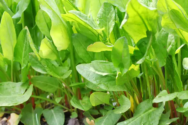 Foglie verdi e lucide di acetosa selvatica, con steli rossastri che emergono dal terreno.