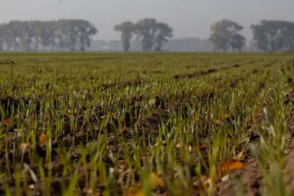 Młode źdźbła zbóż wyrastają z ziemi, tworząc naturalny mulcz. W tle widać drzewa.