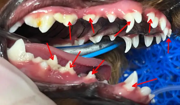 Widoczne podwójne kły u psa, wskazane czerwonymi strzałkami. Zęby są białe, z widocznym nalotem.