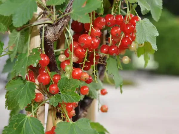 Reife rote Johannisbeeren hängen an einem Strauch. Die kleinen, glänzenden Beeren sind bereit zur Ernte.