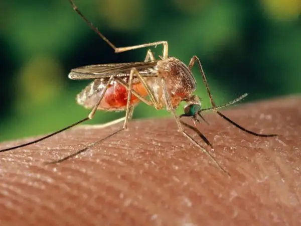 Mosquito succionando sangre, dejando una picadura morada.