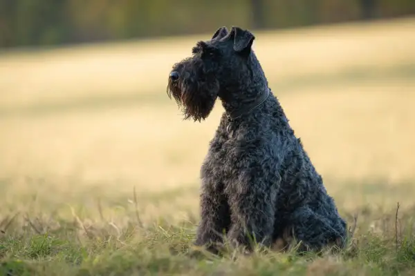 Un Kerry Blue Terrier con su característico pelaje oscuro y ondulado, sentado en un campo con hierba.