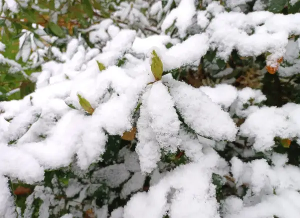 Zielony pąk kwiatu, przypominający lisi ogon, czeka na wiosnę pod śniegiem. Zimowanie rośliny.