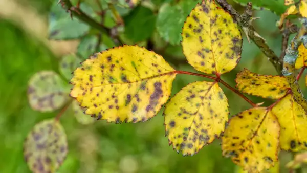 Braune Flecken an Rosenblättern erkennen und richtig reagieren