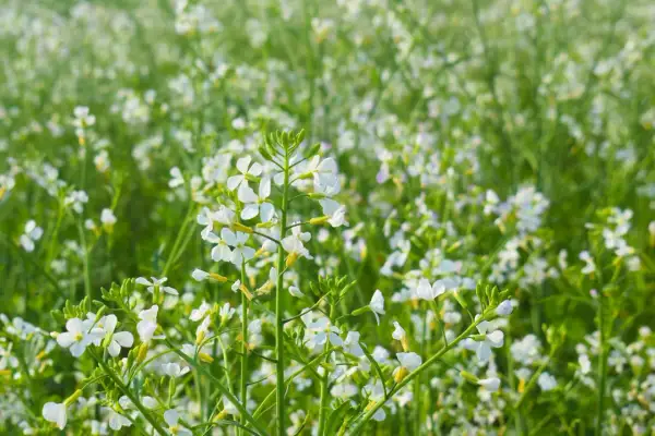 Pole białych kwiatów, idealne co na poplon.