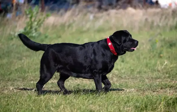 Czarny labrador z czerwoną obrożą, który ma widoczną nadwagę u psa, spaceruje po trawie.
