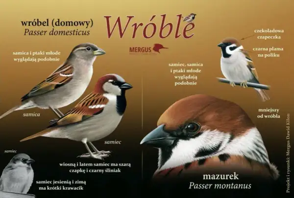 Wróble pod ochroną: Co oznacza dla nich polskie prawo?