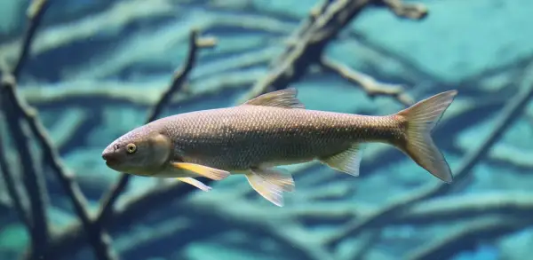 Ein nasen fisch schwimmt im klaren Wasser, seine Schuppen glänzen.