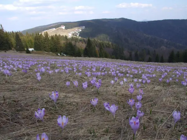 Fioletowe krokusy w Beskidach tworzą barwny dywan na tle górskiego krajobrazu.
