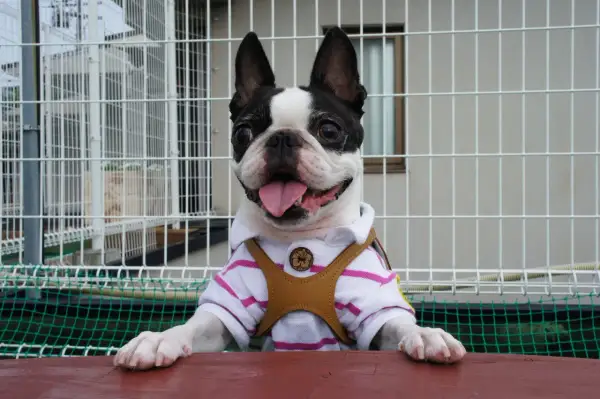Uroczy boston terrier w koszulce, gotowy do adopcji. Sprawdź boston terrier cena i znajdź swojego nowego przyjaciela!