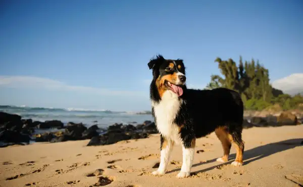 Ein Australian Shepherd Black Bi steht am Strand, die Zunge heraushängend, mit dem Meer und Bäumen im Hintergrund.