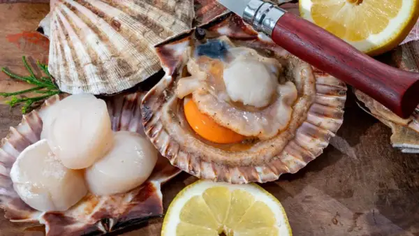 Des coquilles Saint-Jacques fraîches, prêtes à être dégustées, avec un couteau et des quartiers de citron sur un fond en bois.