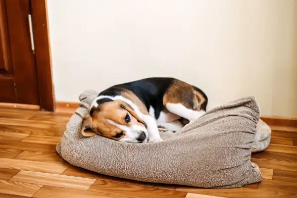 Smutny beagle leży na legowisku, zastanawiając się, czy pies może się obrazić.