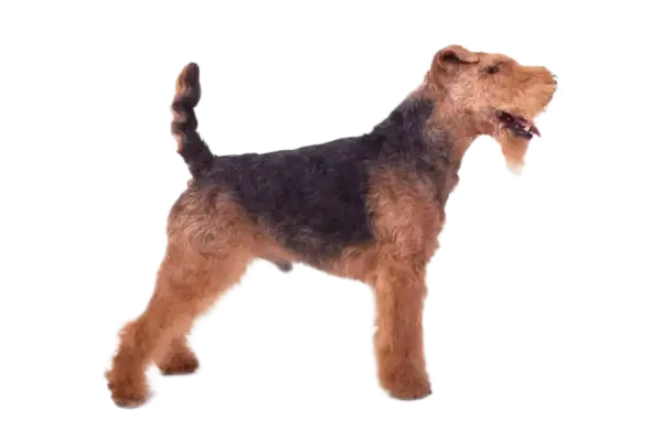 Un perro Welsh Terrier, con su característico pelaje negro y fuego, posa orgulloso.