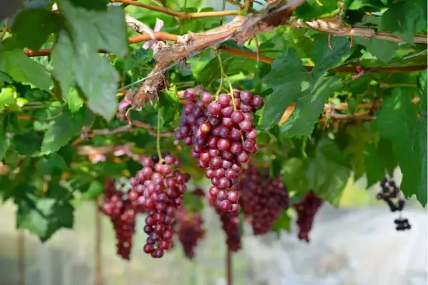 Ile kalorii ma 1 kg winogron? Zaskakujące różnice między rodzajami