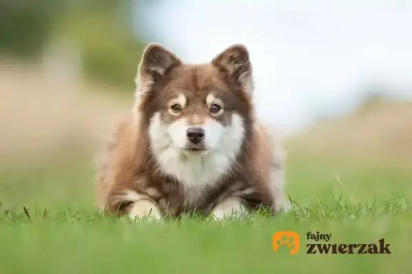 Uroczy fiński lapphund leży na trawie, patrząc w obiektyw z zaciekawieniem.