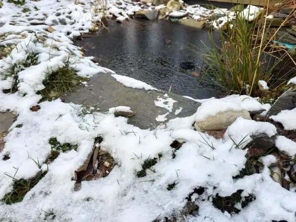 Petit étang de maison sous la neige. L'eau est sombre et le bord est recouvert de givre et de quelques brins d'herbe verte.