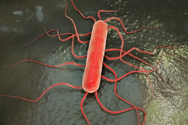 Bakteria Listeria monocytogenes, przyczyna listeriozy, z licznymi wiciami.